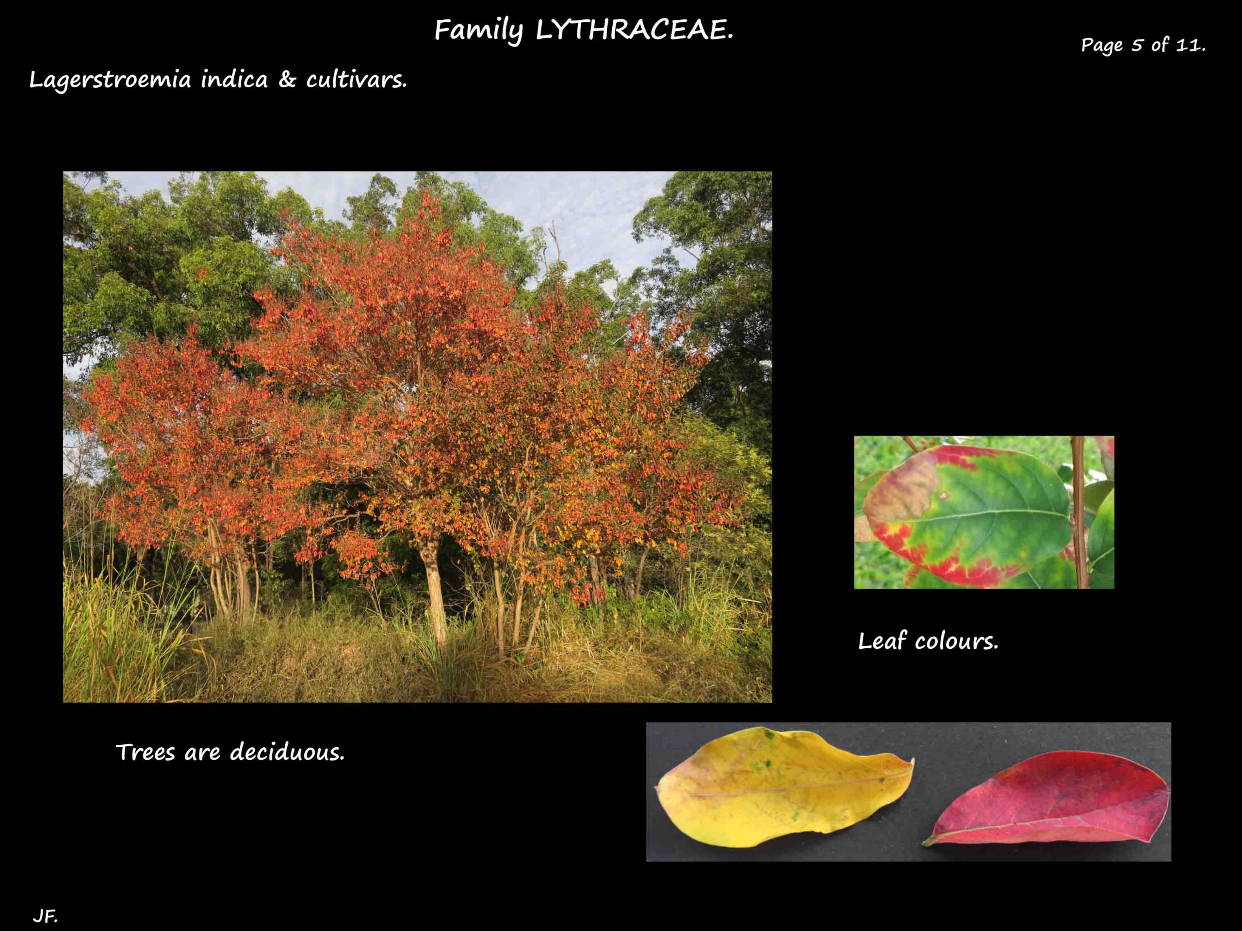 5 Lagerstroemia leaves in Autumn